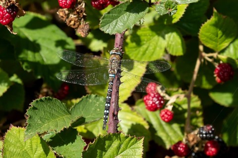 Emperor dragonfly (Anax imperator) adult insect on a bramble bush in summer, England, United