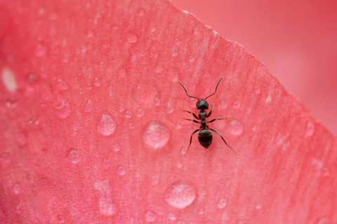 Black garden ant (Lasius Niger) adult insect on a garden flower in spring, England, United Kingdom