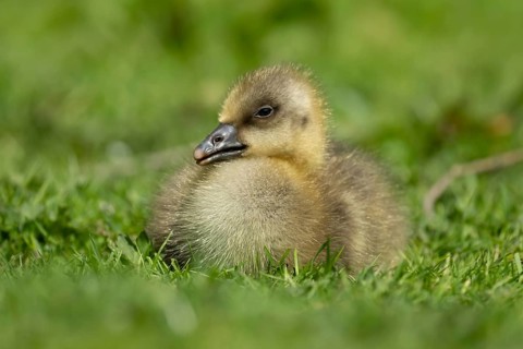 Greylag goose (Anser anser) juvenile baby gosling bird head sitting on grass in summer, England,