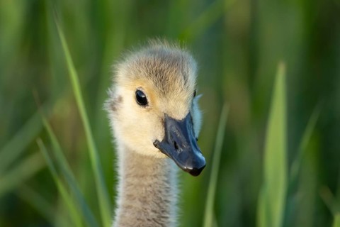 Greylag goose (Anser anser) juvenile baby gosling bird head portrait in summer, England, United