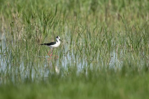 Black winged stilt (Himantopus himantopus) adult wader bird in the shallow water of a lagoon in