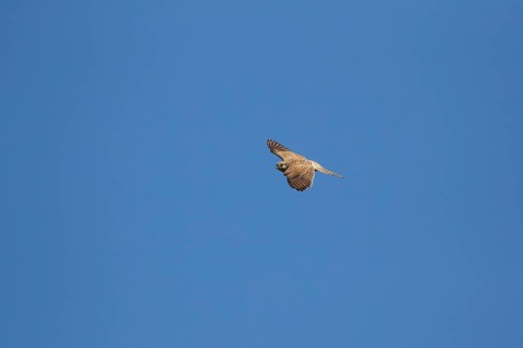 Common kestrel (Falco tinnunculus) adult falcon bird of prey in flight, England, United Kingdom