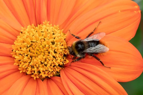 Buff tailed bumblebee (Bombus terrestris) adult bee insect feeding on a garden orange Mexican