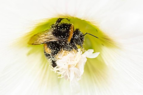 Buff tailed bumblebee (Bombus terrestris) adult bee insect feeding on a garden Hollyhock flower in