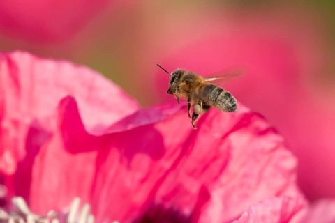 Honey bee (Apis mellifera) adult insect flying from a garden poppy flower in summer, England,