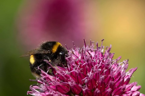 Buff tailed bumblebee (Bombus terrestris) adult bee insect feeding on a garden Allium flower in