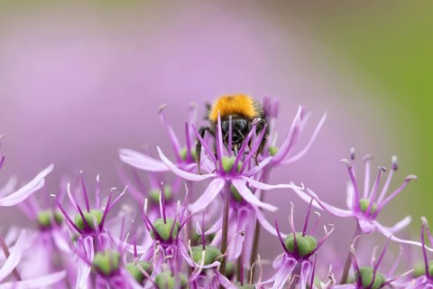 Tree bumblebee (Bombus hypnorum) adult bee insect feeding on a garden purple Allium flower in