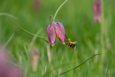 Common carder bumblebee (Bombus pascuorum) adult bee insect flying towards a Snake's head