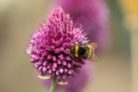 Buff tailed bumblebee (Bombus terrestris) adult bee insect feeding on a garden Chives flower in