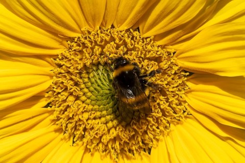 Buff tailed bumblebee (Bombus terrestris) adult bee insect feeding on a garden sunflower flower in