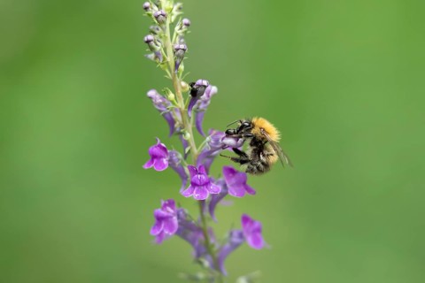 Common carder bumblebee (Bombus pascuorum) adult bee insect feeding on a garden Toadflax flower in