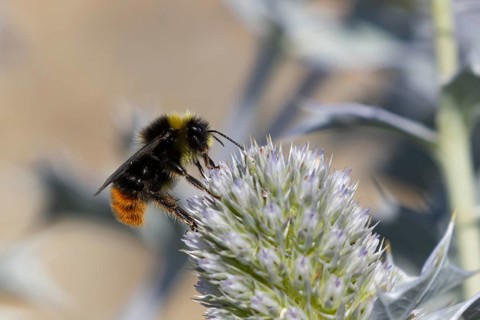 Red tailed bumblebee (Bombus lapidarius) adult bee insect feeding on Sea holly flowers in summer,