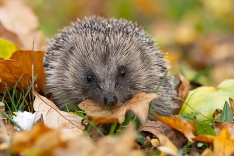 European hedgehog (Erinaceus europaeus) adult animal carrying a leaf in its mouth for bedding