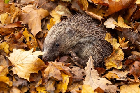European hedgehog (Erinaceus europaeus) adult animal emerging from a pile of fallen autumn leaves