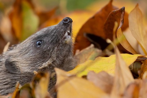 European hedgehog (Erinaceus europaeus) adult animal emerging from a pile of fallen autumn leaves
