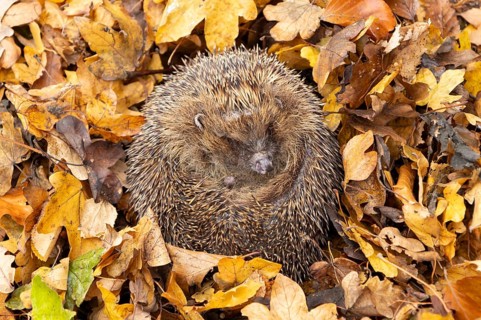 European hedgehog (Erinaceus europaeus) adult animal curled in a ball for hibernation on fallen