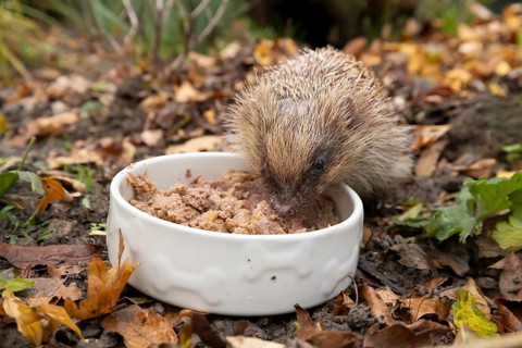 European hedgehog (Erinaceus europaeus) adult animal eating dog food from a pet bowl in a garden in