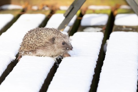 European hedgehog (Erinaceus europaeus) adult animal walking on snow covered garden wooden decking