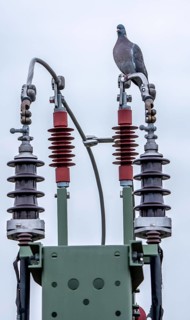 Pigeon sits on a power cable for traction power, mast with a circuit breaker for switching