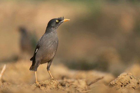 A jungle myna (Acridotheres fuscus) stands on the ground against a blurred background, Sreepur,
