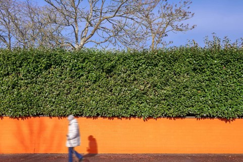 Laurel cherry hedge (Prunus laurocerasus) on an orange-coloured wall, Eckental, Middle Franconia,