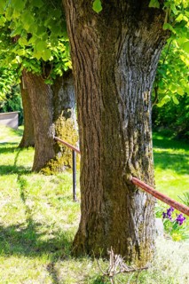 Railings completely grown together in the tree trunk, Großhennersdorf, Herrnhut, Upper Lusatia,