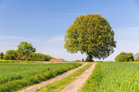 Field path and solitary oak (quercus) in bloom, spring, Großer Berg Großhennersdorf, Herrnhut,