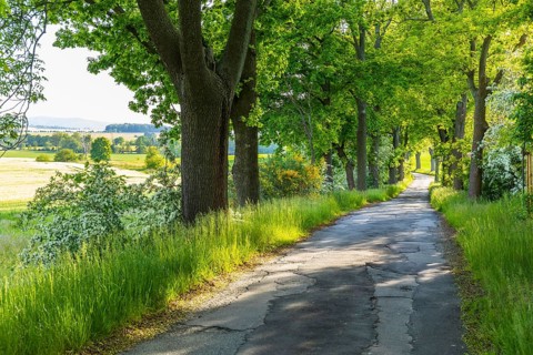 Small road with alley and blooming shrubs near Weissenberg, Upper Lusatia, Saxony, Germany