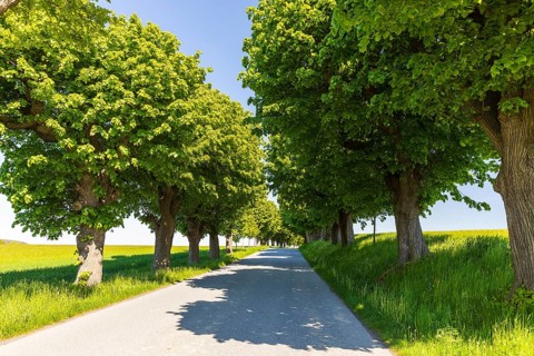 Old lime tree (tilia), the trunk is already hollow, Lindenallee in Herrnhut, Upper Lusatia, Saxony,