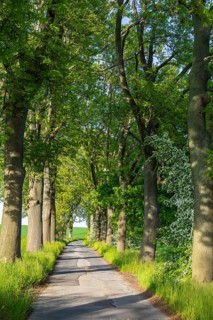 Small road with alley and blooming shrubs near Weissenberg, Upper Lusatia, Saxony, Germany