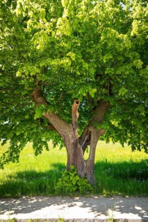 Old lime tree (tilia), the trunk is already hollow, Lindenallee in Herrnhut, Upper Lusatia, Saxony,