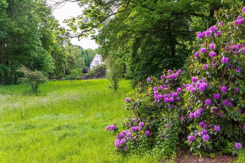 Helfenberg Castle and Palace Park with Rhododendron Blossom, Dresden, Saxony, Germany