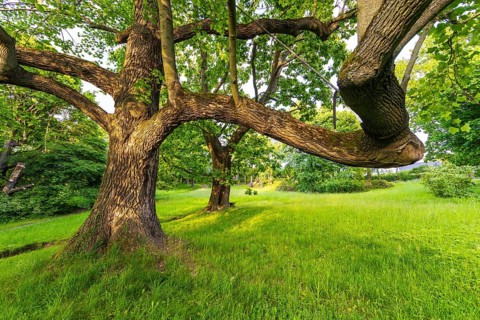 Old trees in Helfenberg Castle Park, Dresden, Saxony, Germany
