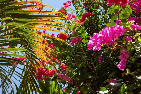 Bougainvillea and palm leaf, Bali, Indonesia