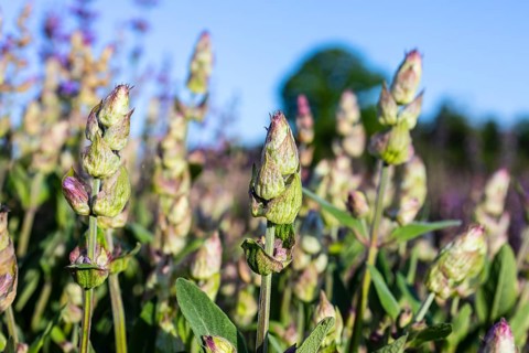 Flower buds of Common sage (Salvia officinalis), Saxony, Germany