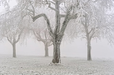 Row of trees with hoarfrost, Lindenberg, Freiamt, Canton of Aargau, Switzerland