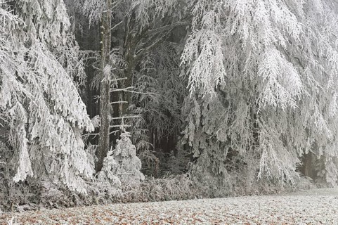 Wald im Raureif, Schlatt, Lindenberg, Freiamt, Canton of Aargau, Switzerland
