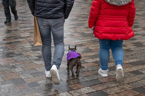 Dog walking in rain through the city, Nuremberg, Middle Franconia, Bavaria, Germany