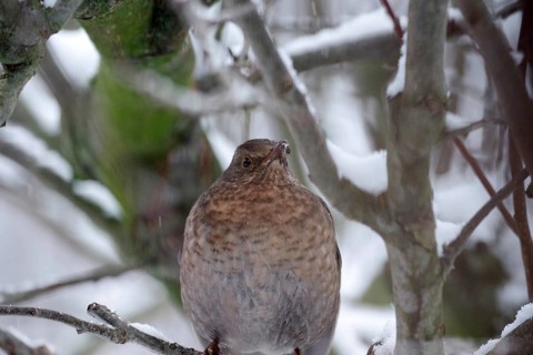 Blackbird (Turdus merula), female, portrait, winter, tree, snow