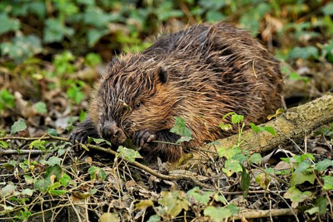 Eurasian beaver, European beaver (Castor fibre), eating leaves on the bank of a stream, Canton Zug,