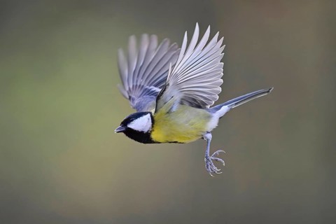 Great Tit (Parus major), in flight, Meienberg, Canton Aargau, Switzerland