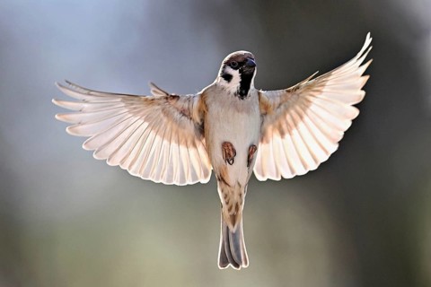 House Sparrow (Passer domesticus), in flight, Meienberg, Canton Aargau, Switzerland