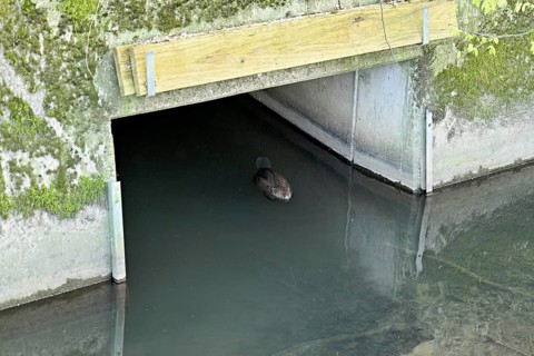 Eurasian beaver, European beaver (Castor fibre), swimming under a bridge, Canton Zug, Switzerland