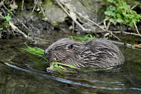 Eurasian beaver, European beaver (Castor fibre), eating grass on the bank of a stream, Canton Zug,