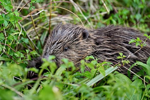 Eurasian beaver, European beaver (Castor fibre), sitting on the bank of a stream, Canton Zug,