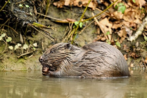 Eurasian beaver, European beaver (Castor fibre), feeding in the water, Canton Zug, Switzerland