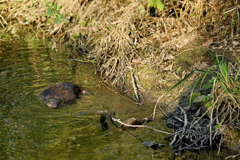 Eurasian beaver, European beaver (Castor fibre), swimming in a stream, Canton Zug,