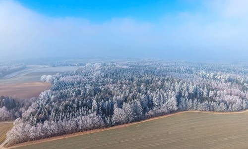 Winter forest aerial view of a mixed forest with spruces, pines, birches and beech trees covered