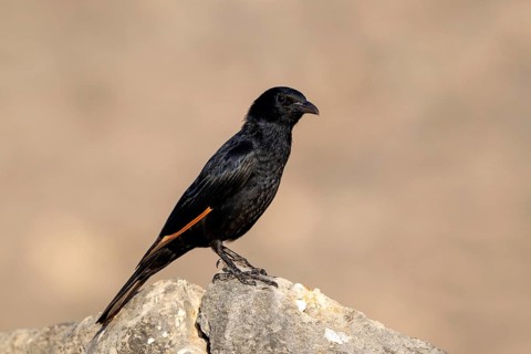 Tristramstar (Onychognathus tristramii), Oman