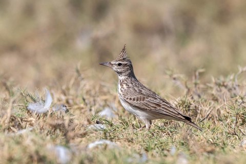 Crested Lark (Galerida cristata), lagoon near Salalah, Oman